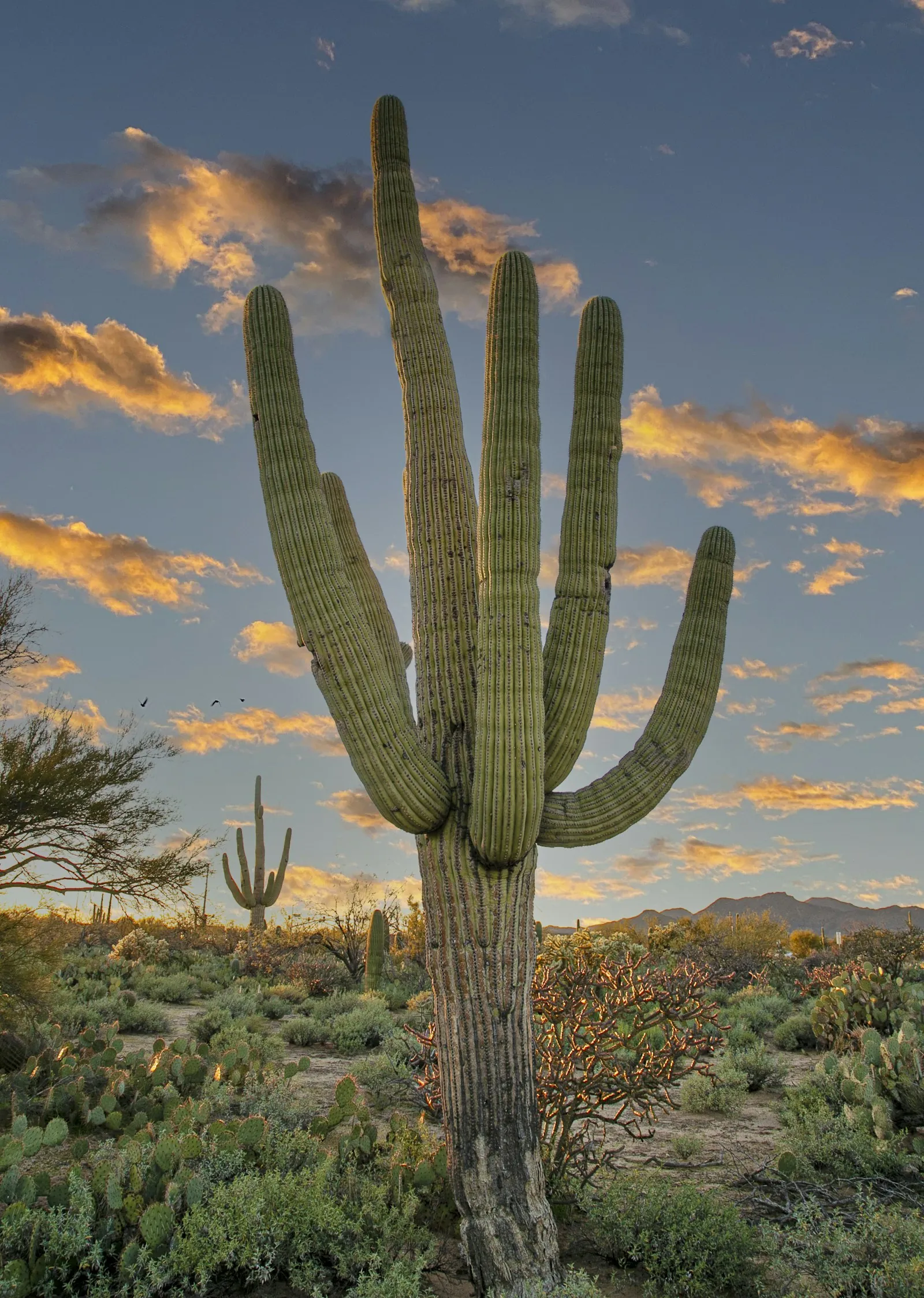 Tall saguaro cactus under an Arizona sky